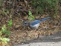 (16) Scrub Jay